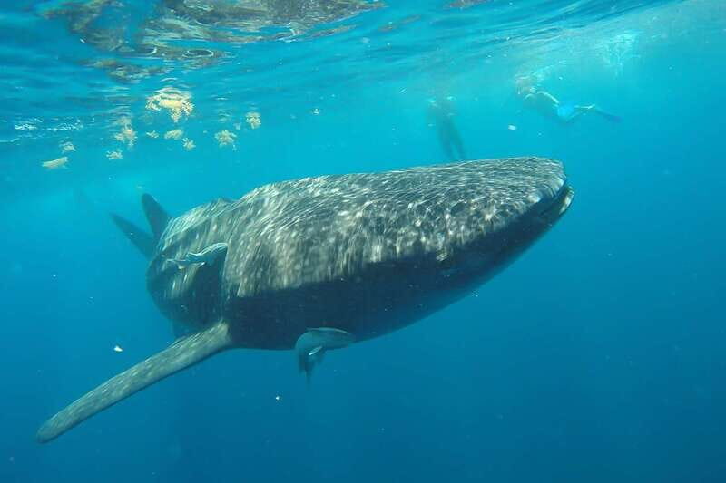 From Cancún: Half-Day Snorkeling with Whale Sharks - Who Should Book This Whale Shark Trip