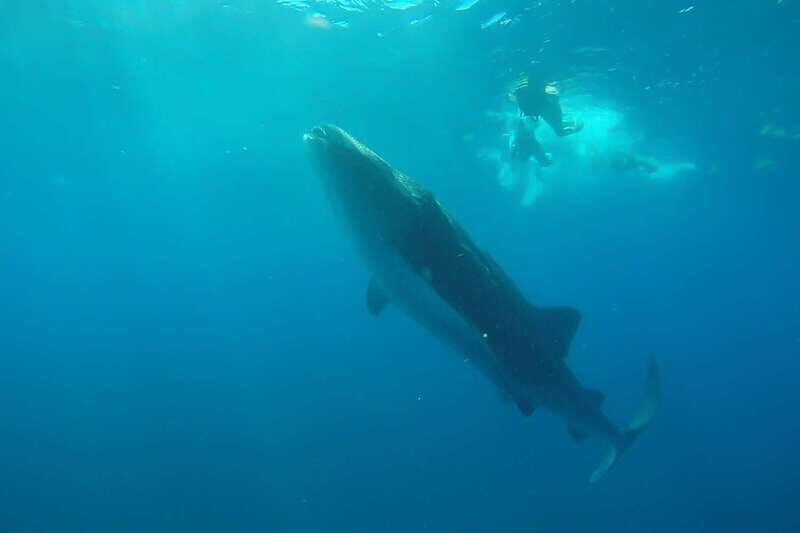 From Cancún: Half-Day Snorkeling with Whale Sharks - Whale Shark Snorkeling: Safety First, Then the Real Thing