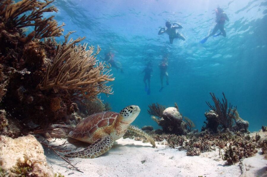 From Cancun: Tulum and Akumal Cenote and Turtle Swim Tour - Mariposa Cenote at Canamayte Eco Park: The Swim Break You’ll Remember