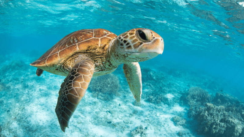 From Cancun: Tulum, Cenote and Turtle Swim Tour at Akumal - Should you book the Cancun to Tulum, cenote and Akumal turtle swim tour?