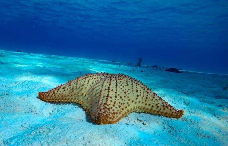 From Cozumel: 3 Reefs Boat Tour with Drinks and Snorkeling - Key things to know before you go