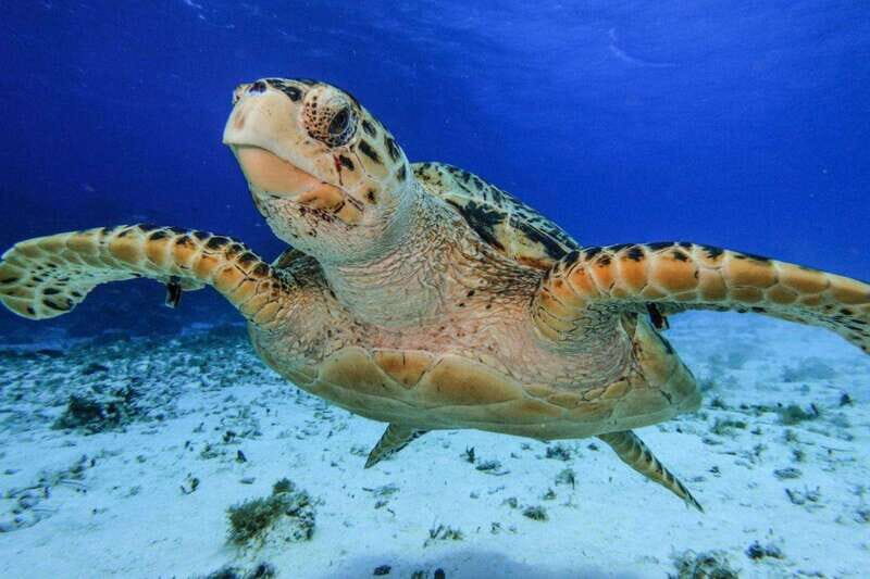 From Cozumel: 3 Reefs Boat Tour with Drinks and Snorkeling - Marina Asipona timing, taxi transfer, and the $11 marine fee