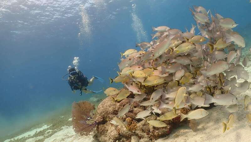 From Cozumel: Chankanaab Cozumel Scuba Diving - Should You Book This Chankanaab Session?