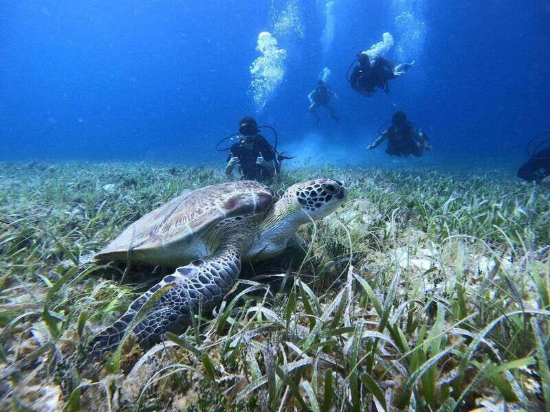 From Cozumel: Chankanaab Cozumel Scuba Diving - Chankanaab Adventure Beach Park: Getting Oriented Fast