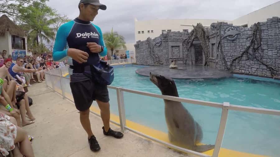 From Cozumel: Chankanaab Park Day pass with Open Bar & Lunch - The 3-hour rhythm: snorkeling, shows, lunch, then relax