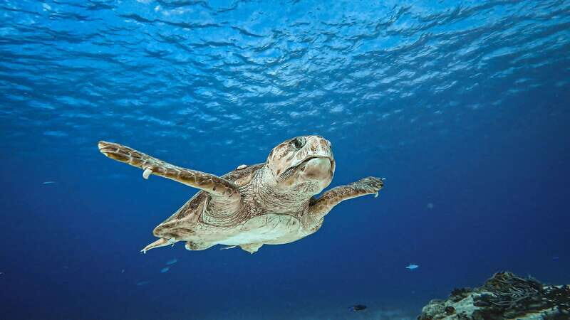From Cozumel: Double Tank Scuba Diving for Certified Divers - Cozumel Reef Reality Check: What This Tour Actually Delivers