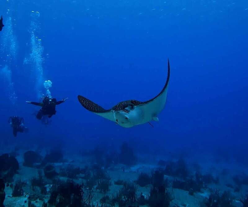 From Cozumel: Double Tank Scuba Diving for Certified Divers - The 45-Minute Break: Snacks, Hydration, and a Clean Reset