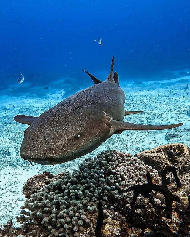 From Cozumel: Double Tank Scuba Diving for Certified Divers - Gear and What’s Provided (and What You Must Bring)