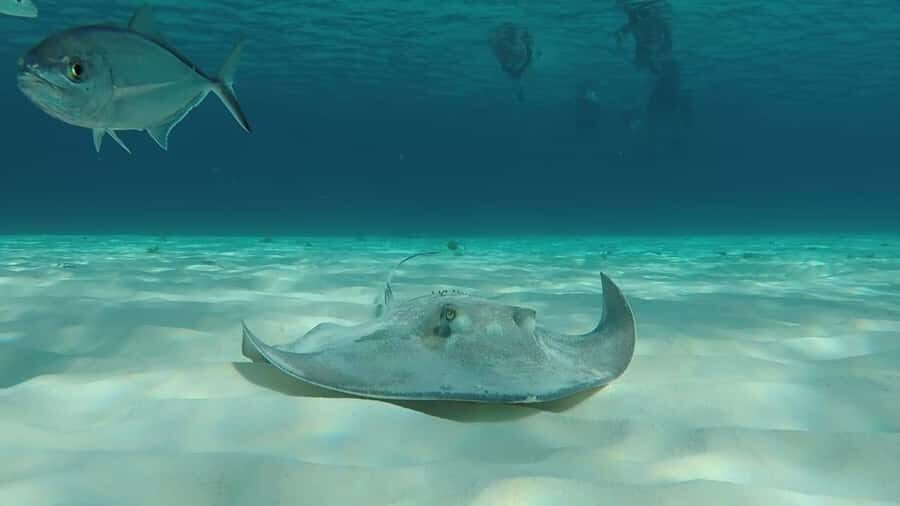 From Cozumel: El Cielo Beach by Catamaran Snorkeling Tour - Playa El Cielo: The Starfish Bay That People Travel for
