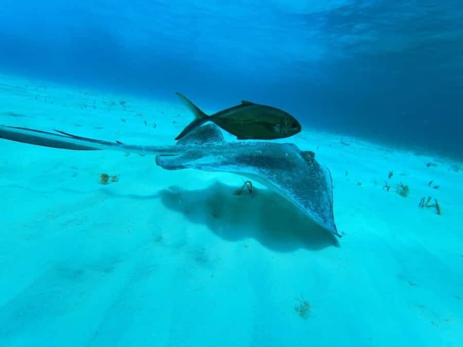 From Cozumel: El Cielo Beach by Catamaran Snorkeling Tour - Turtle Bay: Friendly Sea Life Stop for Calm Watching