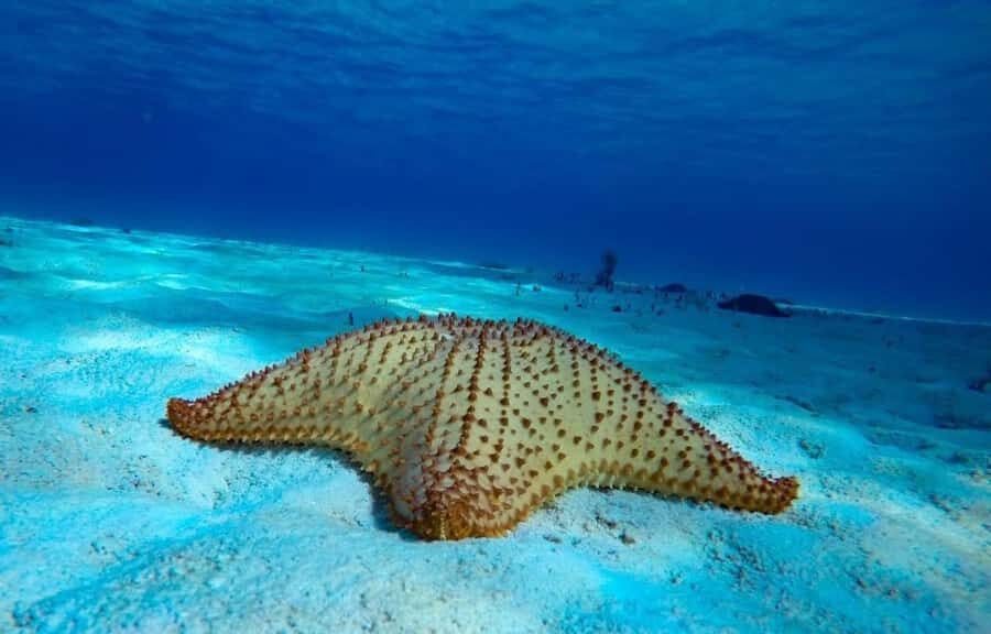From Cozumel: El Cielo Beach by Catamaran Snorkeling Tour - The Secluded Beach Break: Relax Time After Reef Time