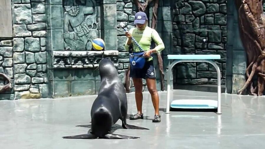 From Cozumel: Official Chankanaab Park Day Pass and Snorkel - Key points worth your time