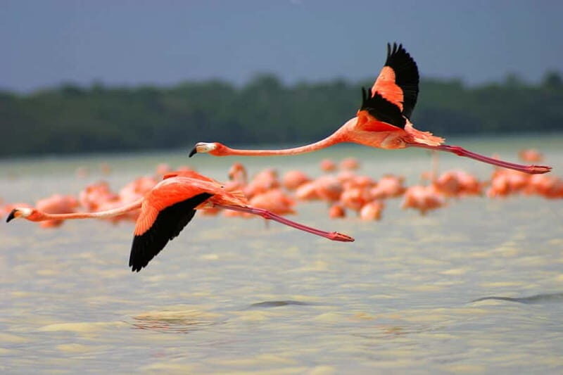 From Mérida: Ria Celestun Biosphere Reserve Tour - Guides and language mix: why it can feel personal