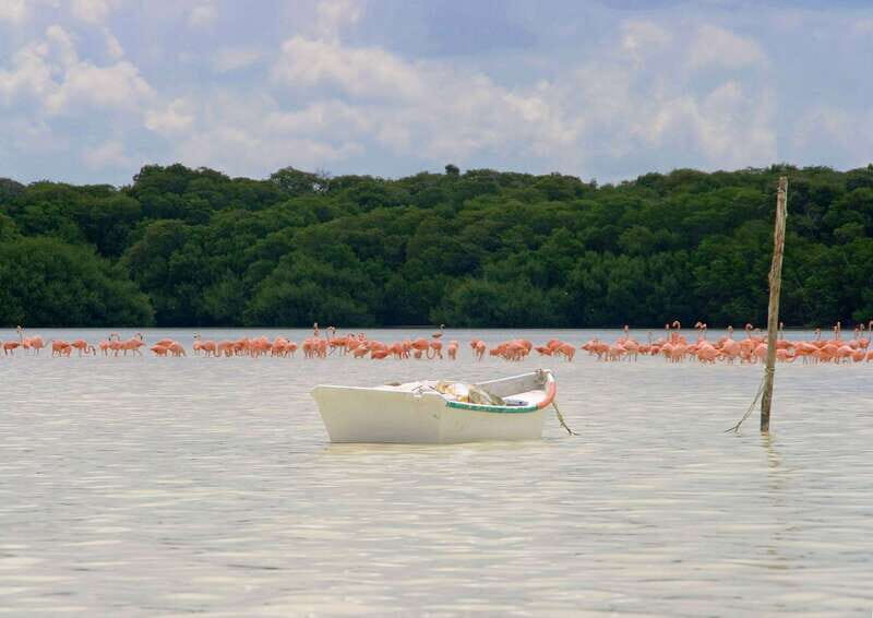 From Mérida: Ria Celestun Biosphere Reserve Tour - Price and value: is $203 fair for a full wildlife day?