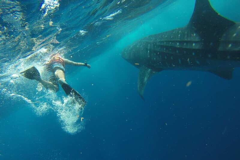 From Playa del Carmen: Whale Shark Tour - 5 Things That Make This Playa del Carmen Whale Shark Tour Worth Your Time