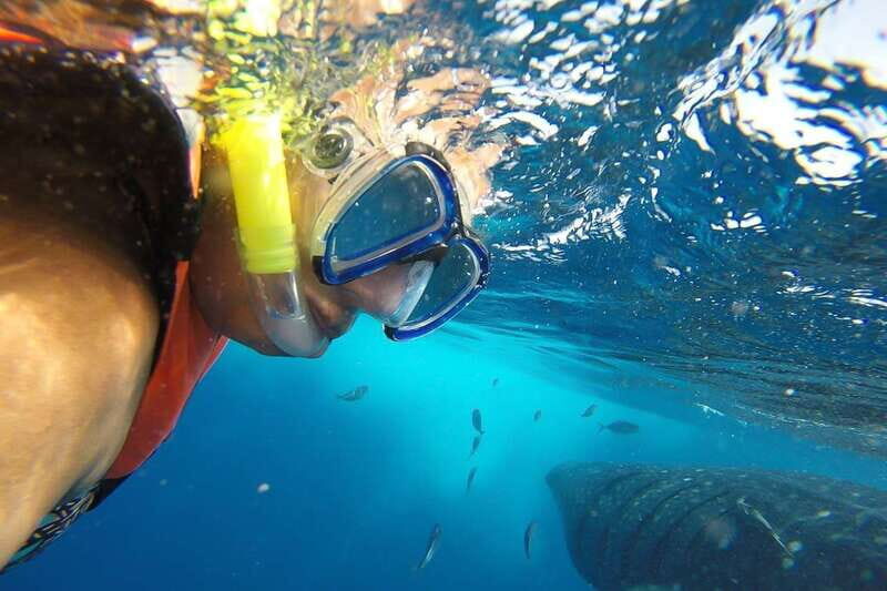 From Playa del Carmen: Whale Shark Tour - Entering the Day: Pickup, Van Ride, and Speedboat Run-Up