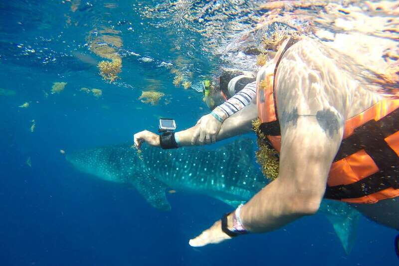 From Playa del Carmen: Whale Shark Tour - Getting Ready Right: Gear, Briefing, and How Control Happens