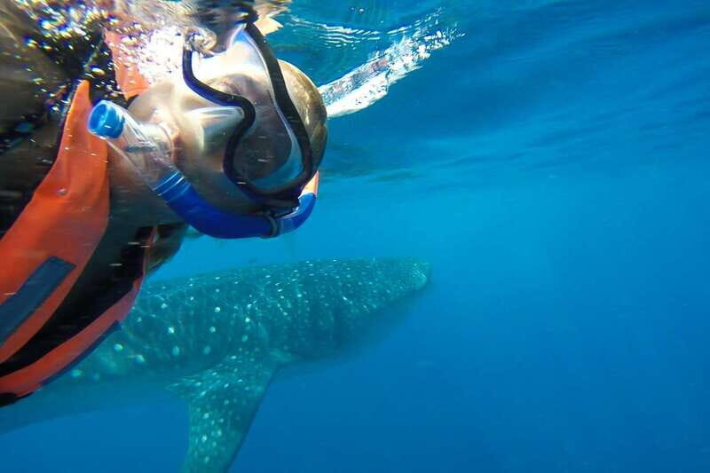From Playa del Carmen: Whale Shark Tour - The Second Boat Ride: Returning to Playa del Carmen Without Stress