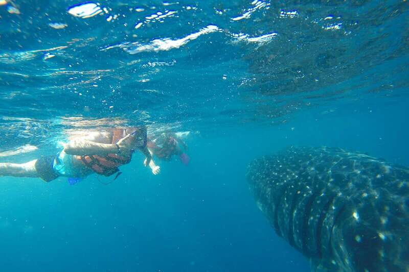 From Playa del Carmen: Whale Shark Tour - Who Should Book This Whale Shark Snorkel (and Who Should Not)