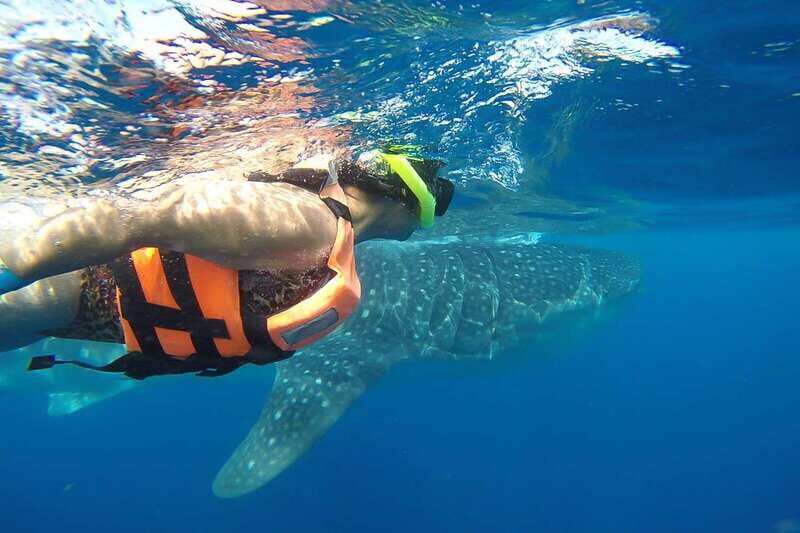 From Playa del Carmen: Whale Shark Tour - Whale Shark Time: What the 3 Hours at the Sea Actually Means