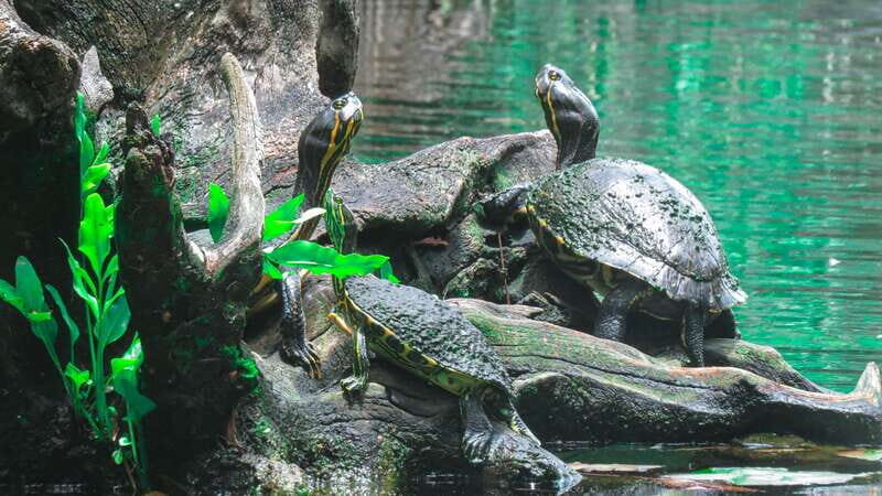 From Riviera Maya: 3 Cenotes Adventure Tour with Lunch - A well-run cenote day from Tulum (and why that matters)