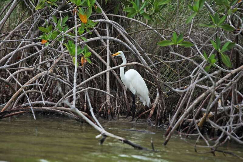 From Riviera Maya: Sian Ka'an Half Day Tour w/ Lunch - Key Things to Know Before You Go