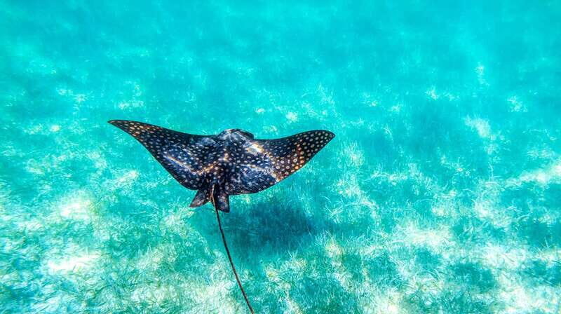From Riviera Maya: Sian Ka'an Half Day Tour w/ Lunch - The Cenote and Water Stops: Coconut Groves and a Swim Option