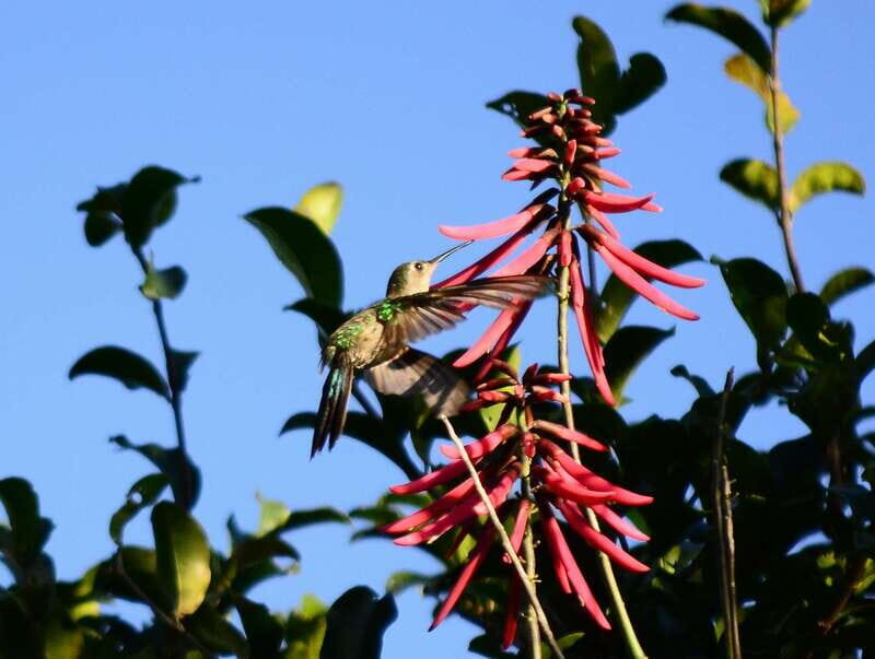 From Riviera Maya : Sian Ka'an Muyil Birdwatching with Guide - The 9:00 AM break: breakfast and resetting your eyes for photos