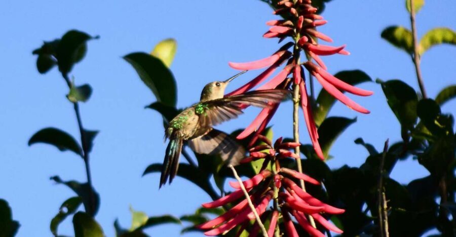 From Riviera Maya : Sian Ka'an Muyil Birdwatching with Guide - Muyil archaeological zone: walking trails where birds travel