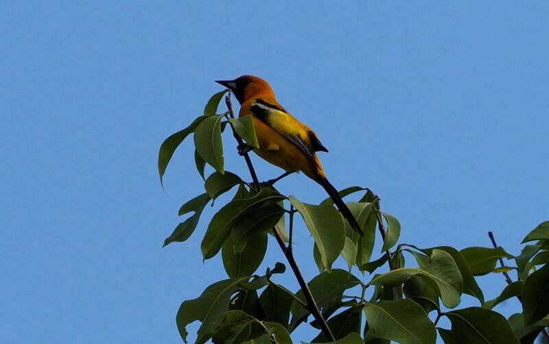 From Riviera Maya : Sian Ka'an Muyil Birdwatching with Guide - Freshwater wetlands and the boardwalk to the lagoon