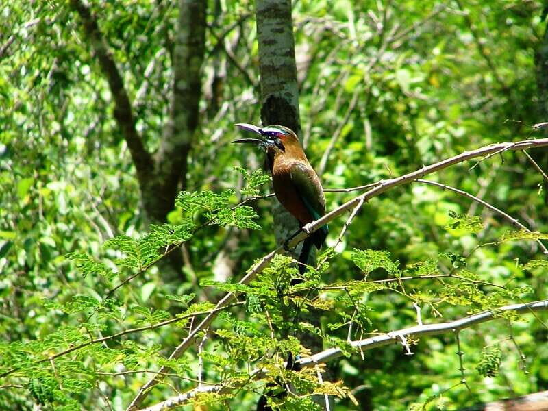 From Riviera Maya : Sian Ka'an Muyil Birdwatching with Guide - 7:00 AM start: birdwatching in the Mayan community