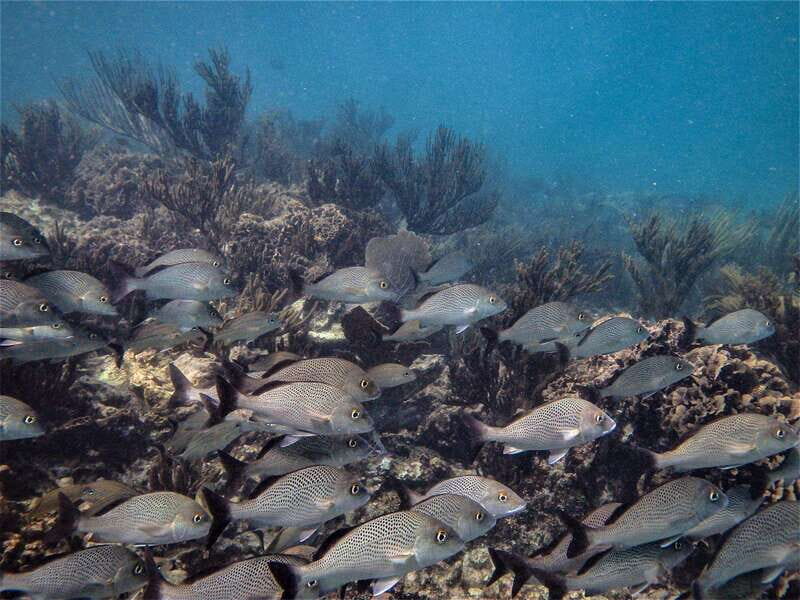 From Riviera Maya: Snorkeling & Private Cenote Half-Day Tour - Price and Value: Is $169 a Good Deal?
