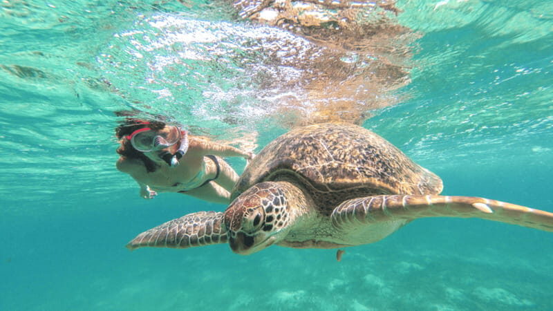 From Tulum: Tulum, Cenote and Turtle Swim Tour at Akumal - Key highlights worth your attention