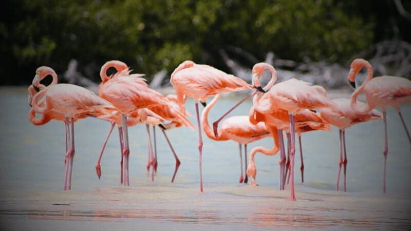 FROM VALLADOLID RIO LAGARTOS + LAS COLORADAS + CENOTE (COLECTIVO TOURISTIC) - Key Points Worth Knowing