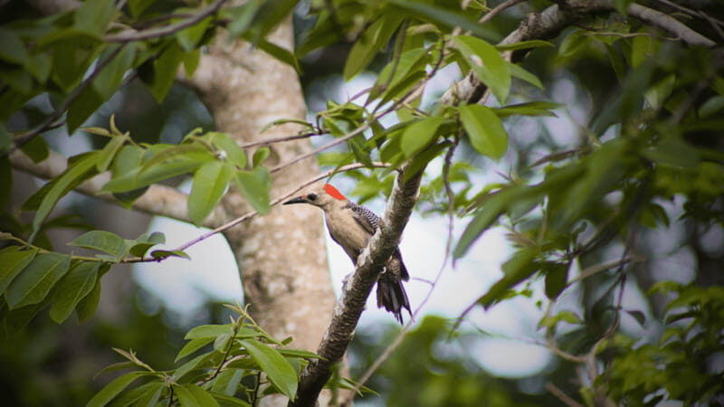 FROM VALLADOLID: VISIT EK' BALAM AND 2 CENOTES + LOCAL FOOD - Xcanahaltun Cenote: the one that can steal the day