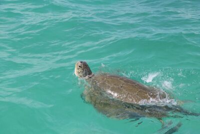 Full Day Guided Tour to Sian Ka'an (short way) - UNESCO Sian Ka’an: The Wildlife and Nature Focus That Matters