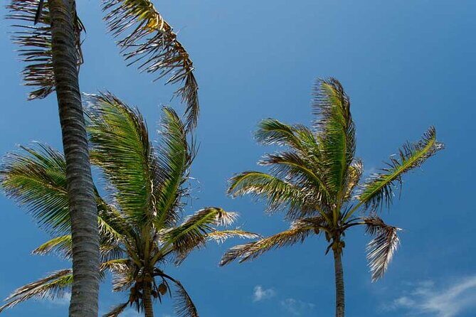 Full-Day Isla Contoy Sailing Nature Experience in Mujeres - Meeting Point Reality: What You Need to Know Before You Leave