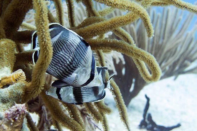 Full-Day Playa del Carmen Reef Diving Activity - Reef SCUBA Day, Built for Beginners in Playa del Carmen