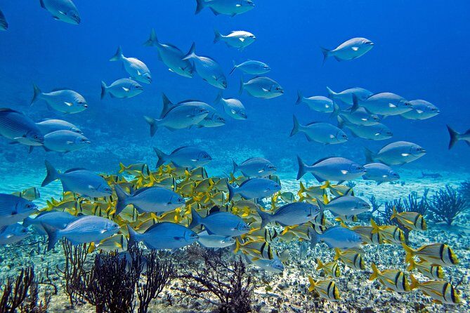 Full-Day Playa del Carmen Reef Diving Activity - Reef Marina Basics: Training Where You Can Breathe Easy