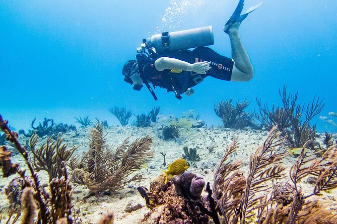 Full-Day Playa del Carmen Reef Diving Activity - Getting to Reef Marina: Pickup, Timing, and the Start Point