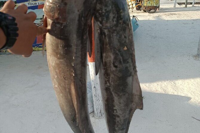 Full Day Private Deep Sea Fishing in Holbox - Price and value: $1,077 per group up to 6