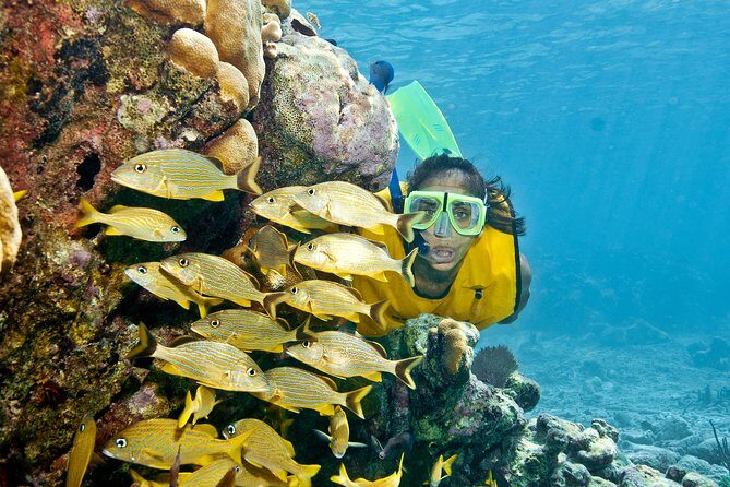 Full-Day Snorkel Extreme Adventure Tour from Riviera Maya - Zipline and Rappel in the Yucatán Jungle (With Real Safety Support)