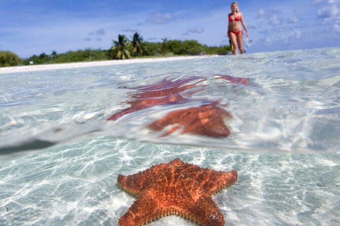 Full day tour to El Cielo in Cozumel Snorkeling and Lunch - Key highlights that matter before you go