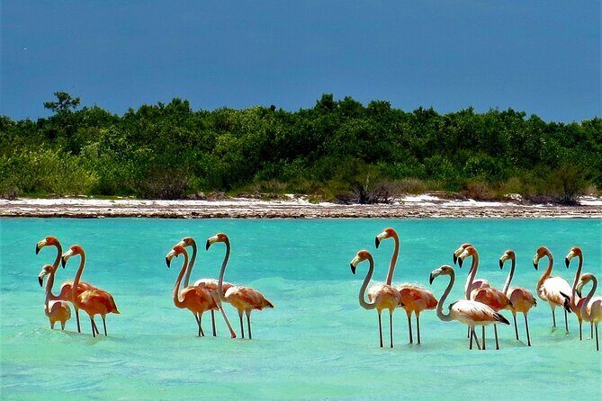 Full Day Tour to the Best of Holbox - Stop 4: Yalahau Lagoon and Ojo de Agua (where you actually swim)