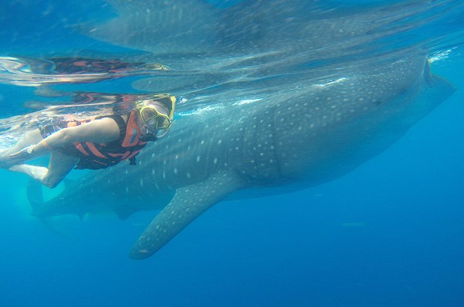 Full-Day Whale Shark Tour Puerto Morelos with Pickup and Lunch - Isla Mujeres transfer and lunch at Playa Norte