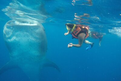 Full-Day Whale Shark Tour Puerto Morelos with Pickup and Lunch - Snorkeling setup: gear, guidance, and a practical warning