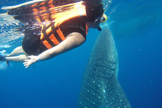 Full-Day Whale Shark Tour Puerto Morelos with Pickup and Lunch - How the group size changes the experience
