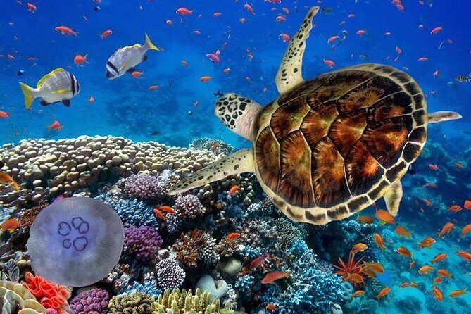 Full-dayTurtle Adventure: ATV, Zipline, Cenote & Turtle Swim - ATV, Zipline, Cenote, and Turtle Swim in One Packed Day