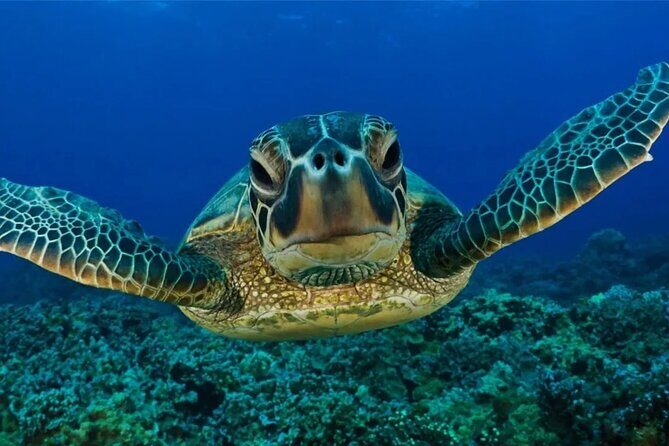 Full-dayTurtle Adventure: ATV, Zipline, Cenote & Turtle Swim - Cenote swim through an underground river: what to expect