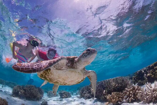 Full-dayTurtle Adventure: ATV, Zipline, Cenote & Turtle Swim - Lunch, hammocks, and a real break in the middle